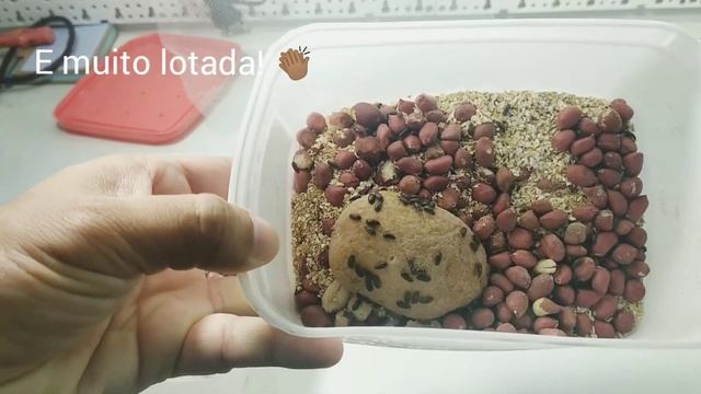 Alimento vivo: Como criar besouro do amendoim pt2 - divisão de colônia