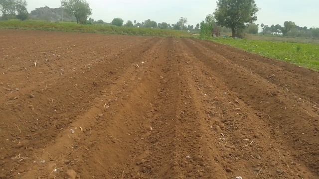 Step by step process of cultivating watermelon