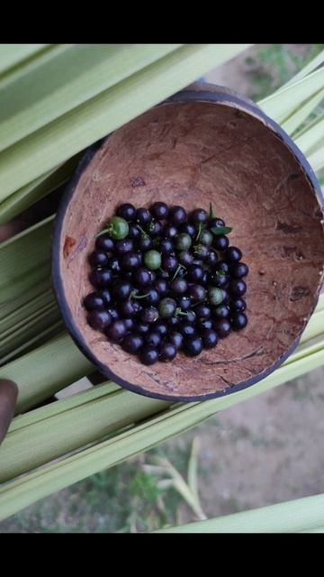 Blackberry nightshade fruit I super tasty,, cures stomach ulcer