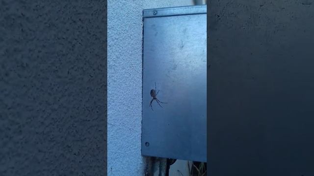 Riesen Spinne!!