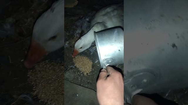 Вторая Мамочка , спокойная ) Гуси с Инкубатора Им ровно Год )