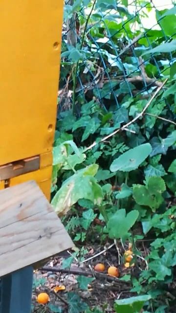 Vespa velutina mist! wichtig: gemeldet werden kann nur mit aussagekräftigem Foto