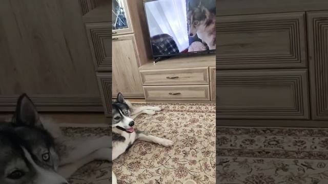 По следам Бониных страданий!
