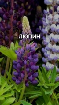 ТОП-5 многолетников | #ХоббиБобби #дизайнучастка #ландшафтныйдизайн #сад #дача