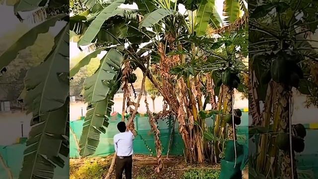 कच्चे केले तोड़ने का नया तरीका
