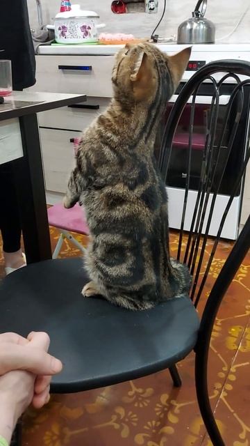 Короткие лапки у кошки. Стоит на задних лапах, выпрямив спину.