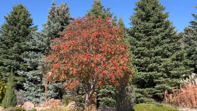 Four Medium Sized Trees You'll Love
