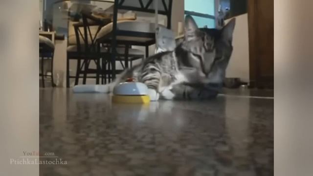 Funny Cats Compilation 60 min. NEW in HD 2016-2017