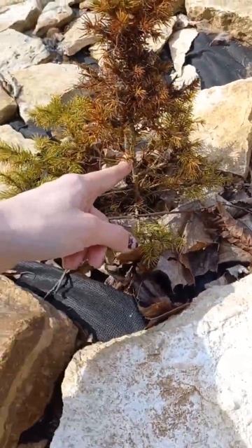 Ель коника после зимы