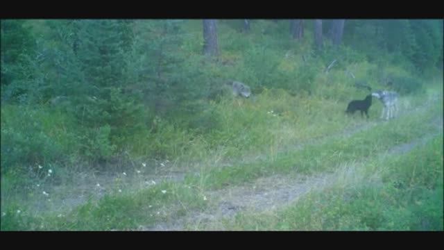 ВОЛКИ МЕДВЕДИ ФОТОЛОВУШКА В ЛЕСУ