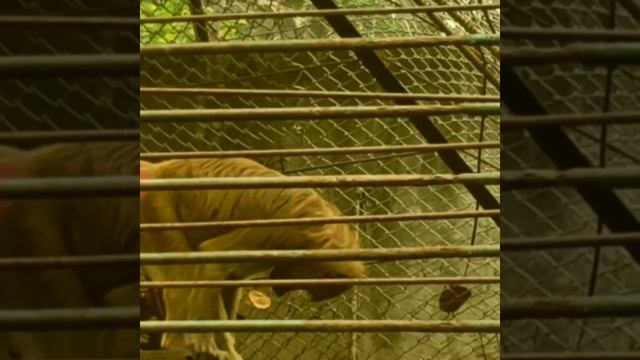 Monkey 🐒  Dance