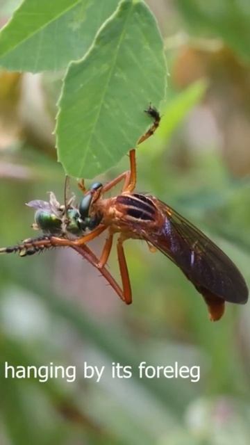 Hanging Thief Fly