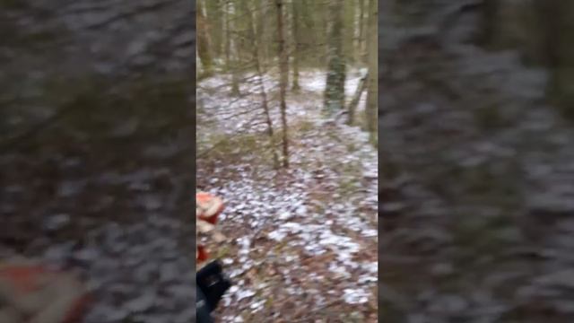 Засидка на кабана.И копейка с дороги.
