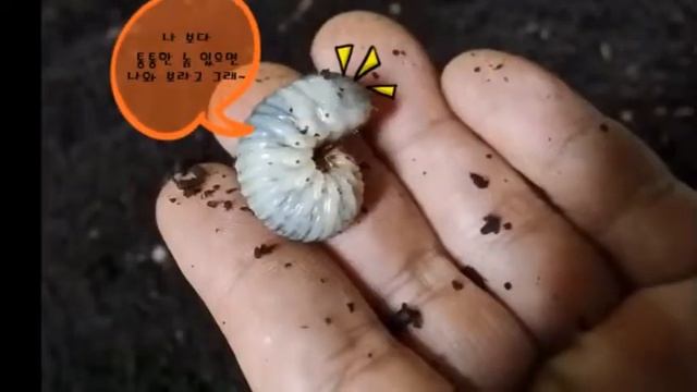 새미진굼벵이농장1