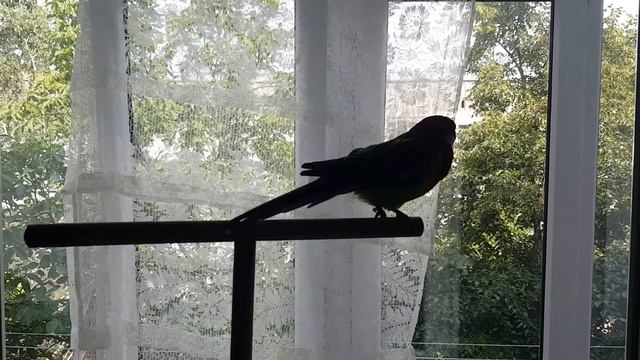 Rosella parrot - Моя вредина)