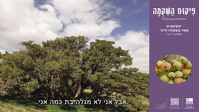 פיקוס השקמה