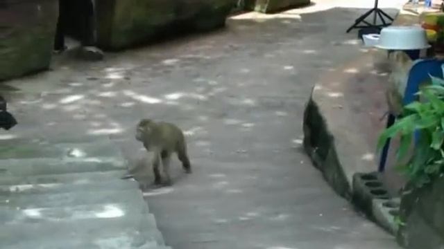 Дикие обезьянки ))) Тайланд