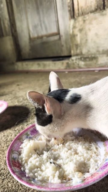 Cat eat rice