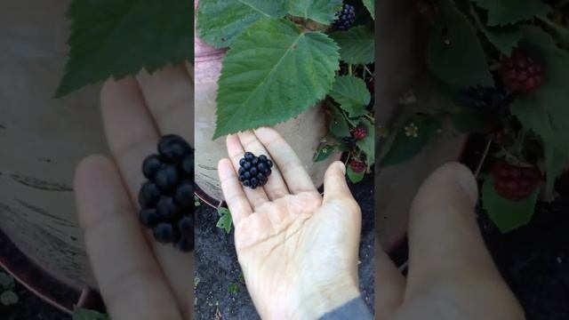 Деревенский АСМР.Хреновское подворье.