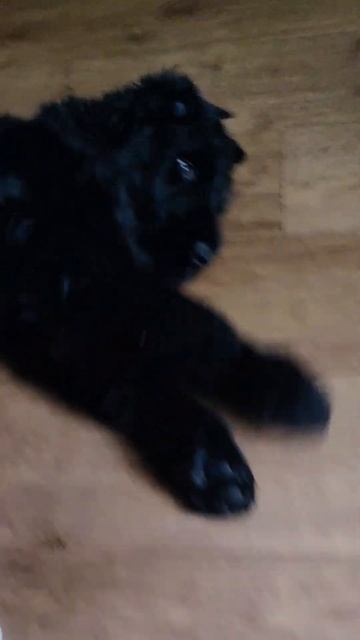 black russian terrier puppy and pacifier/русский черный терьер щенок и соска