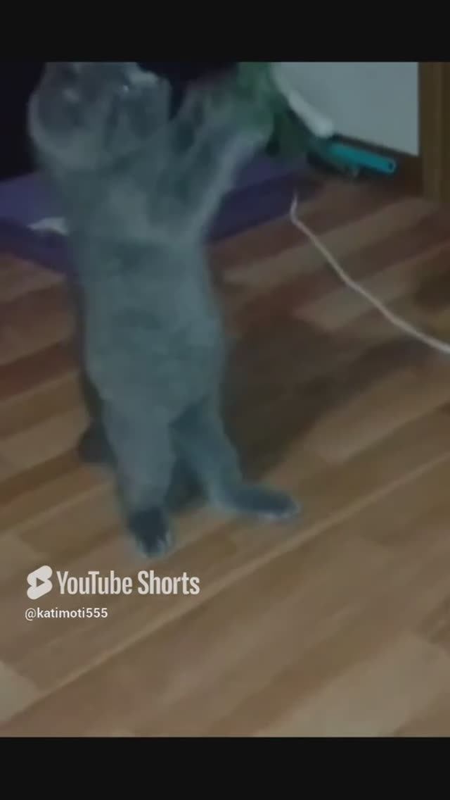 Кот и укроп