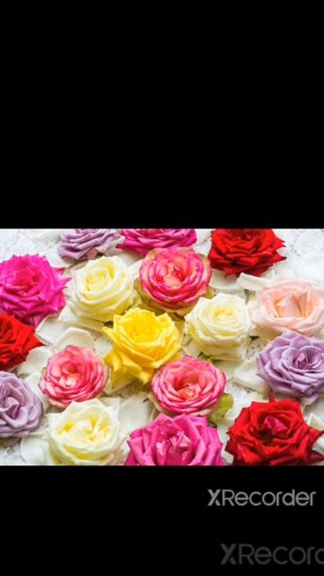 Wallpaper Bunga Mawar/Flower Rose Wallpaper