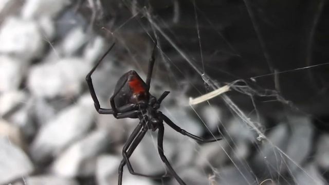 Aussie Redback  Spider  /╲/\(╭•̀ﮧ •́╮)/\╱\