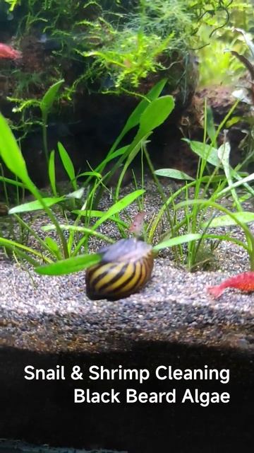 Zebra narite snail (keong turbo) x Red Cherry Shimp cleaning Black Beard Algae