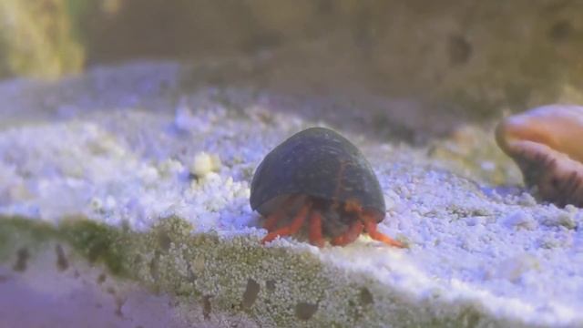 Calcinus red