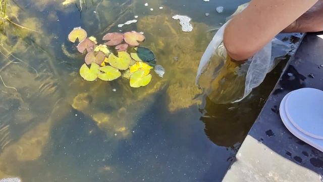 отпустили Бестера на доращивание до основного пруда
