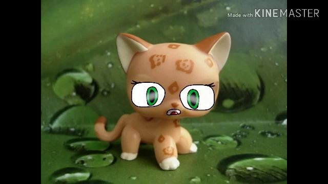 Lps meme solo