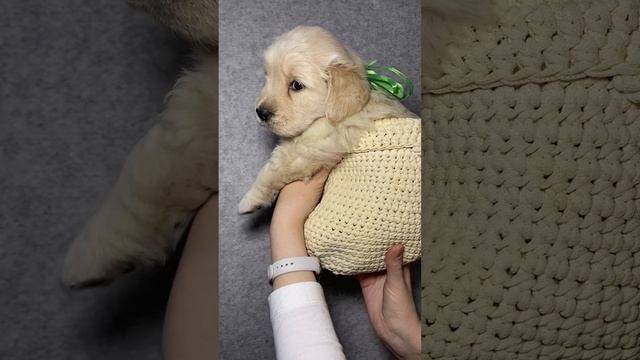 Золотинки малыши (золотистые ретриверы)