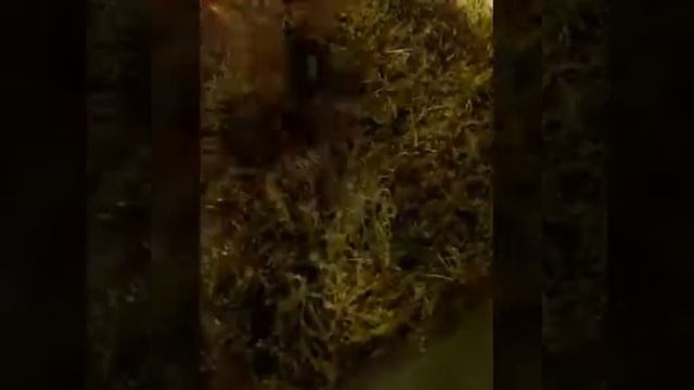 Генералю овумов (архахатина маргината)