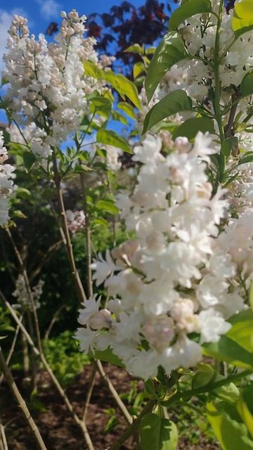 Flieder🪻im Garten Schöne von Moskau Сирень в саду Красавица Москвы