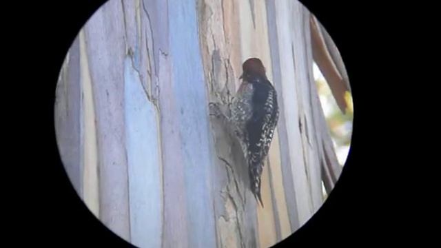 Red-breasted Sapsucker Foraging on Eucalyptus Trunk (Digiscoped)
