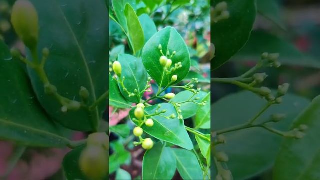 9 Jasmine Varieties With Names & Their Native places | Jasmine Cultivation in Kerala Terrace Garden