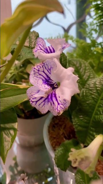 #plants #flowers #shorts #garden #gardening #plant #комнатныерастения #комнатныецветы #nature