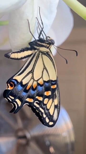 Rare To See Butterfly feathers opening