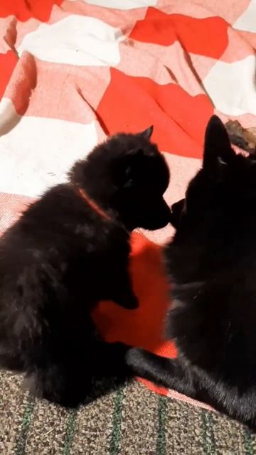 Мама и сын😍 #собака #schipperke #dog #puppy #шипперке #щенок #схипперке #щенки