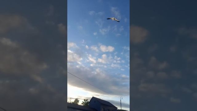Мама чайка защищает своего "цыпленка".