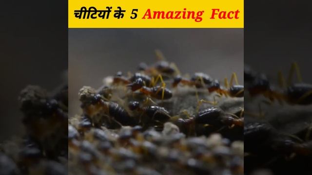 Ant Fact #shorts #AntFact#