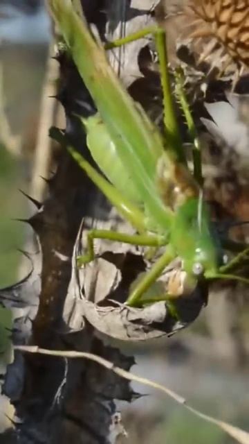 Песня Зелёного кузнечика Tettigonia viridissima. Звук лета