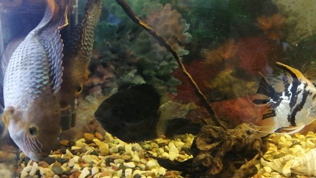 Хищник из семейства цихлид🐠😂