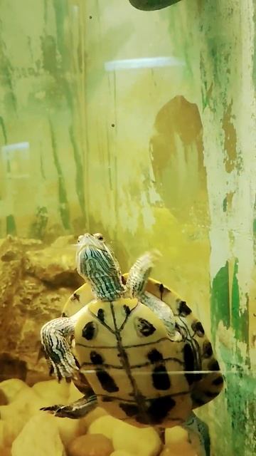 deep in water#shortsvideo #youtubeshorts #shortsfeed #viral #shorts