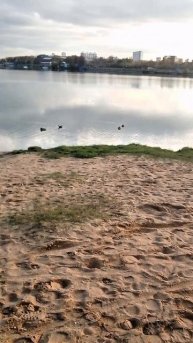 Щенок Тея подбежала к утке, та уплыла и сразу все утки на озере двинулись в сторону Теи.