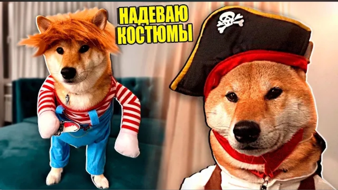 [ЭдисонПерец] МОЯ СОБАКА ВПЕРВЫЕ НАДЕЛА КОСТЮМ НА ХЕЛЛОУИН!