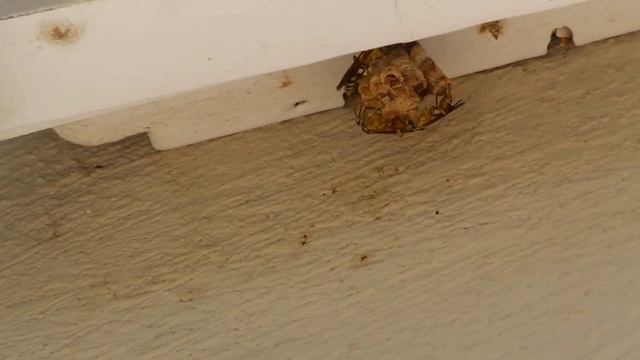 Polistinae in their nest, probably  Mischocyttarus basimacula