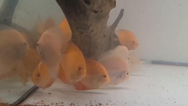 Дискусы Красная Дыня(Red Mellon) и Снежно-белые(Snow-White)