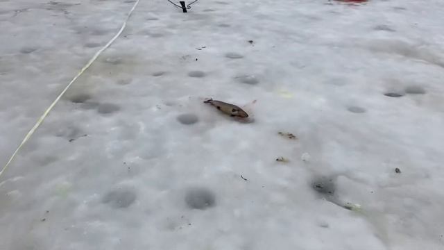 Второй хвост со льда на актив