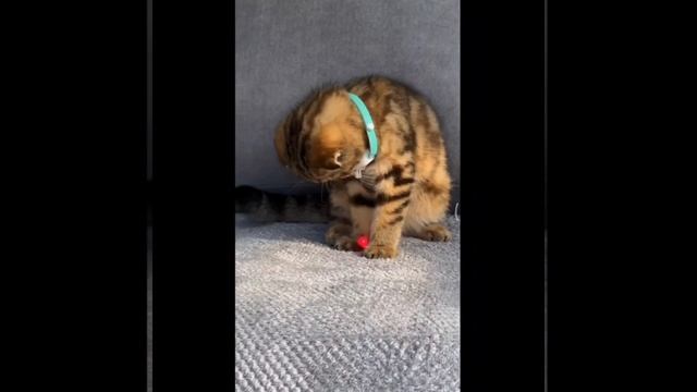 InShot_20241213_160539387.mp4